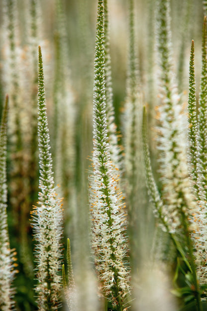 1000 Culver's Root / Black Root (Veronicastrum Virginicum) Seeds