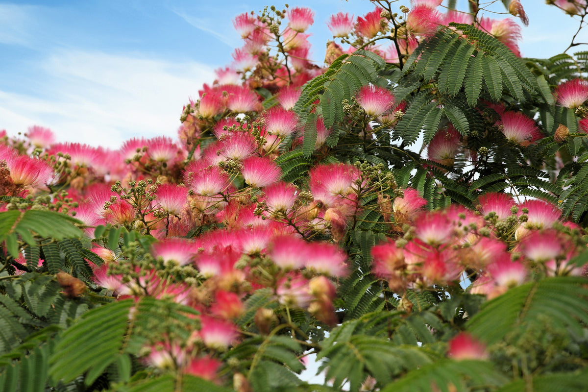 25 Mimosa / Persian Silk Tree (Albizia Julibrissin) Seeds