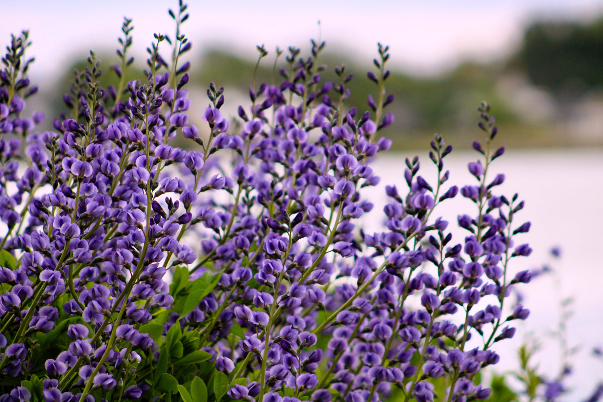 Blue Wild Indigo (Baptisia australis) Seeds – 50 ct