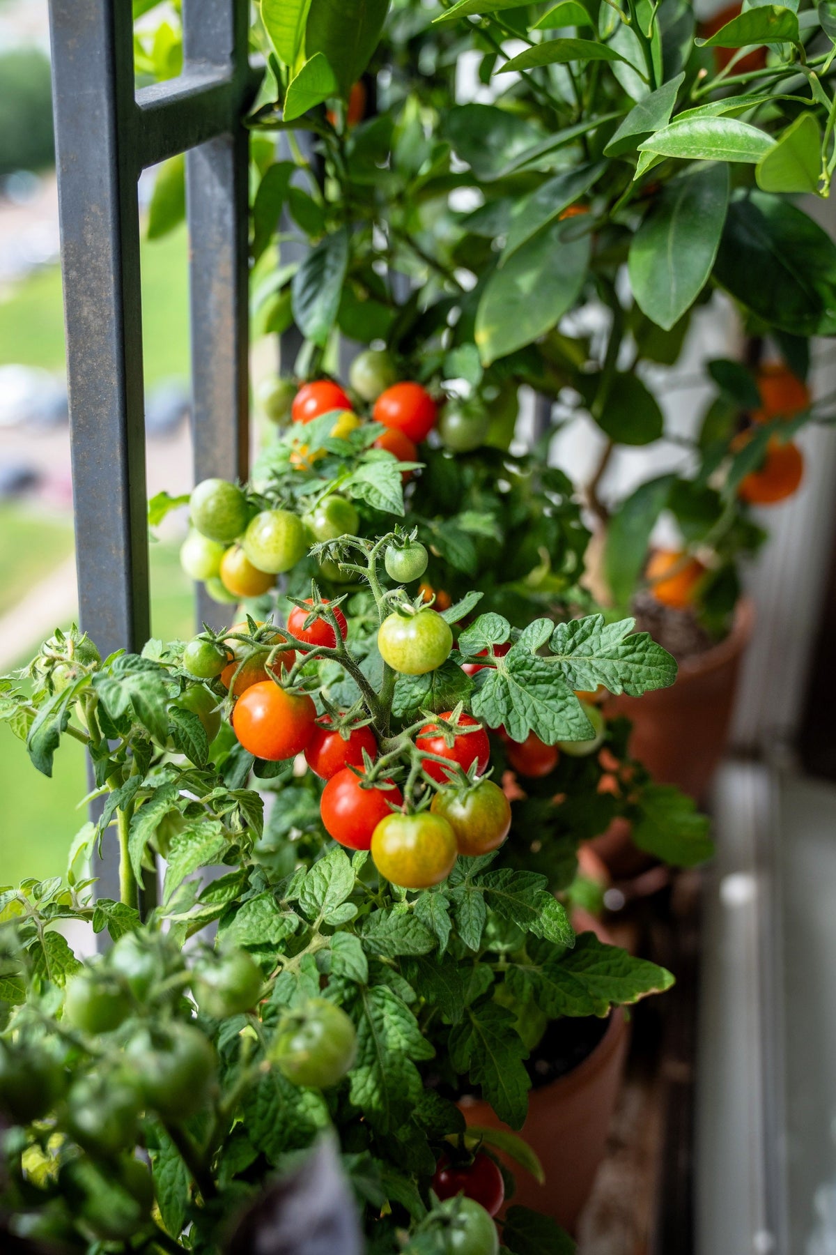 Tiny Tim Dwarf Cherry Tomato (Solanum lycopersicum) Seeds – 500 ct