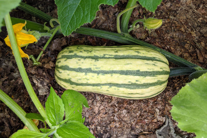 50 Delicate Squash (Cucurbita Pepo) Seeds