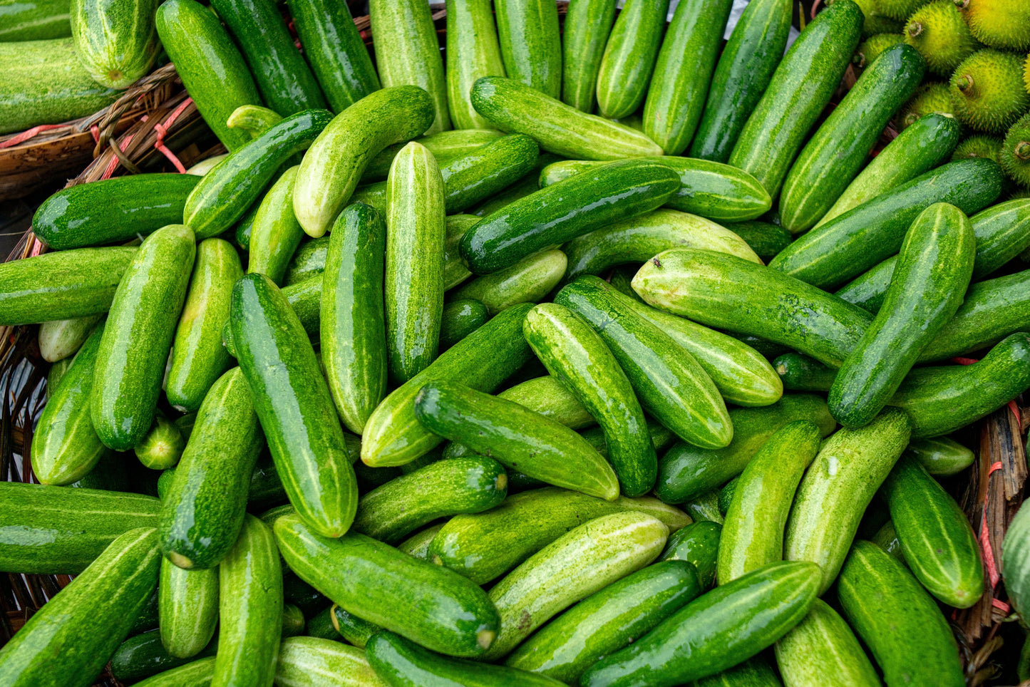 200 Marketmore 76 Cucumber (Cucumis Sativus) Seeds
