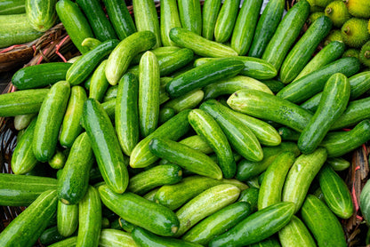 200 Marketmore 76 Cucumber (Cucumis Sativus) Seeds