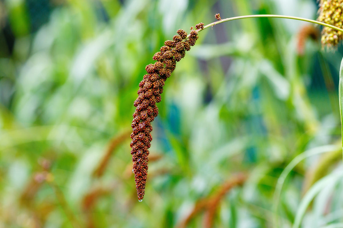 Red Jewel Millet (Setaria italica) Seeds – 25 ct