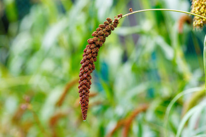 Red Jewel Millet (Setaria italica) Seeds – 25 ct