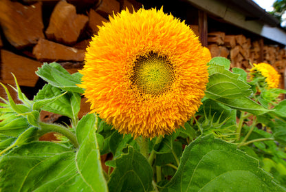 Double Dwarf Teddy Bear Sunflower (Helianthus annuus) Seeds – 150 ct