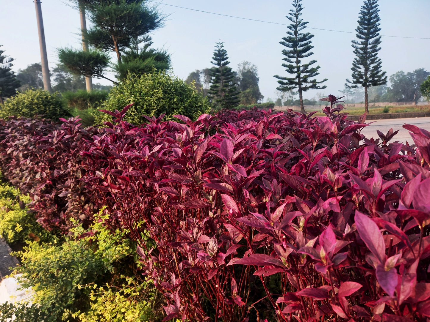 500 Midnight Red Amaranthus (Amaranthus Cruentus)Seeds