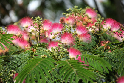 25 Mimosa / Persian Silk Tree (Albizia Julibrissin) Seeds