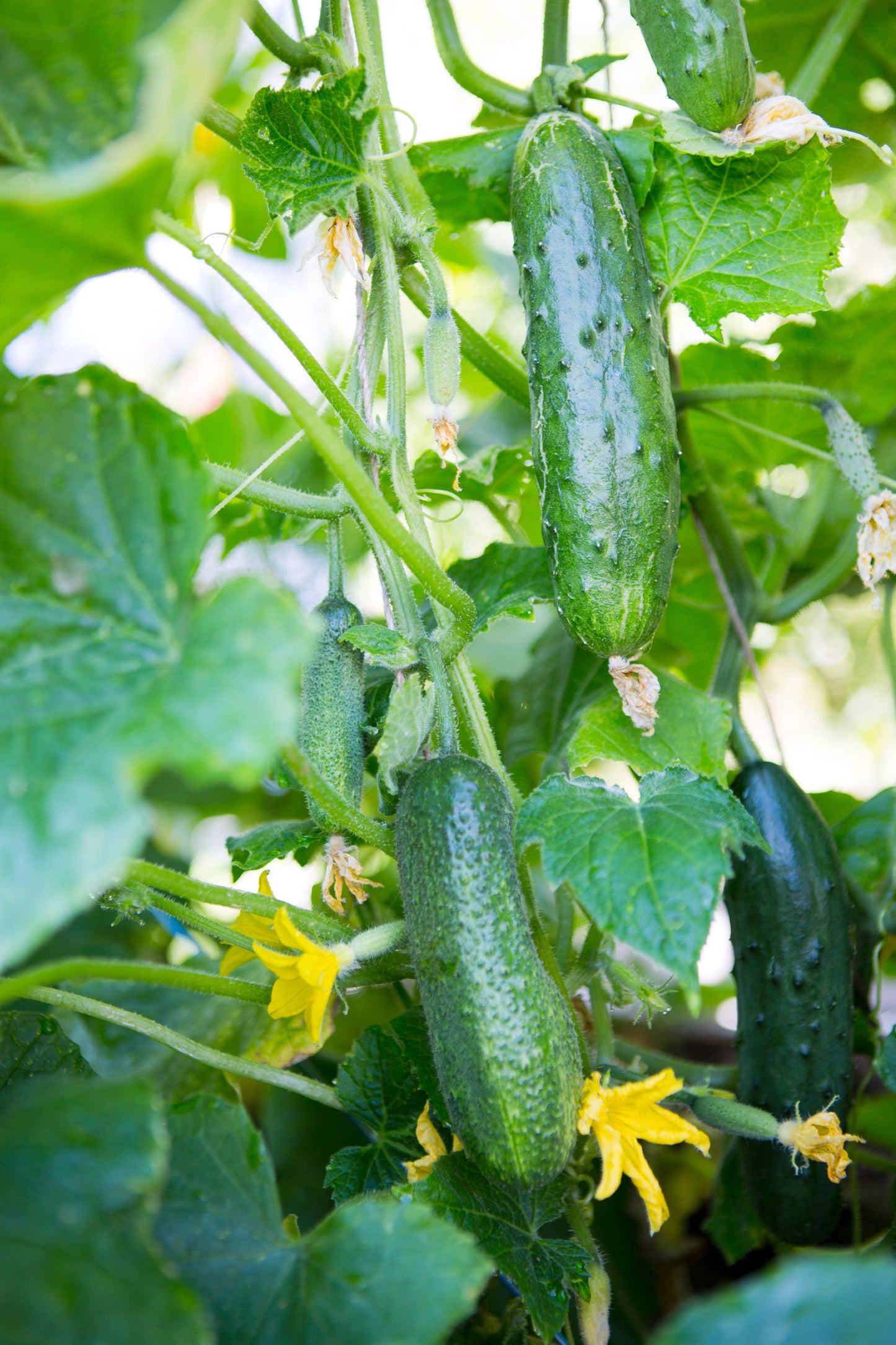 200 Marketmore 76 Cucumber (Cucumis Sativus) Seeds