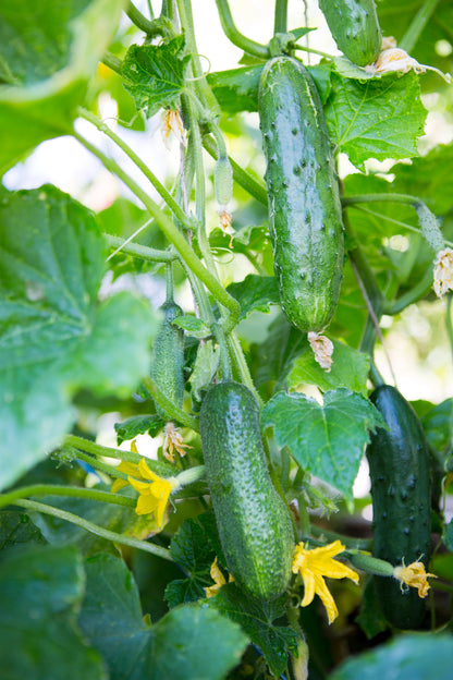 200 Marketmore 76 Cucumber (Cucumis Sativus) Seeds