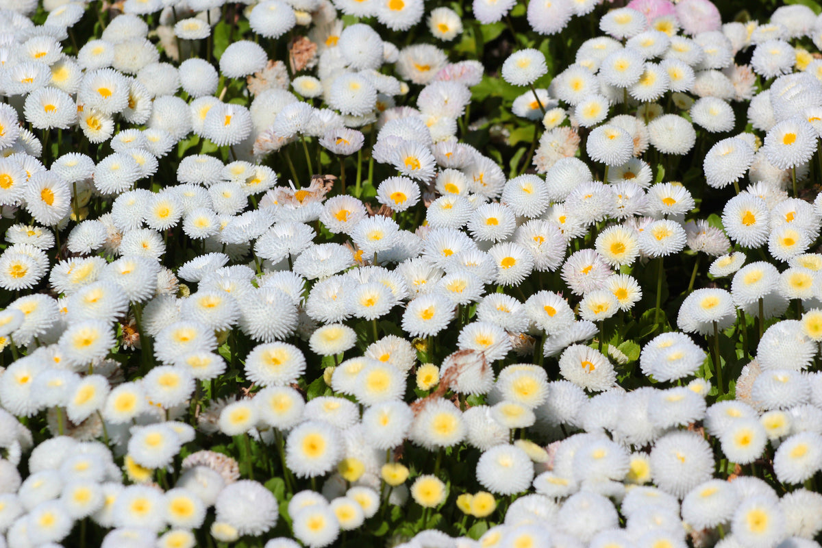 Dwarf White English Daisy (Bellis perennis) Seeds – 500 ct