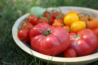 200 Pink Ponderosa Tomato (Lycopersicon) Seeds