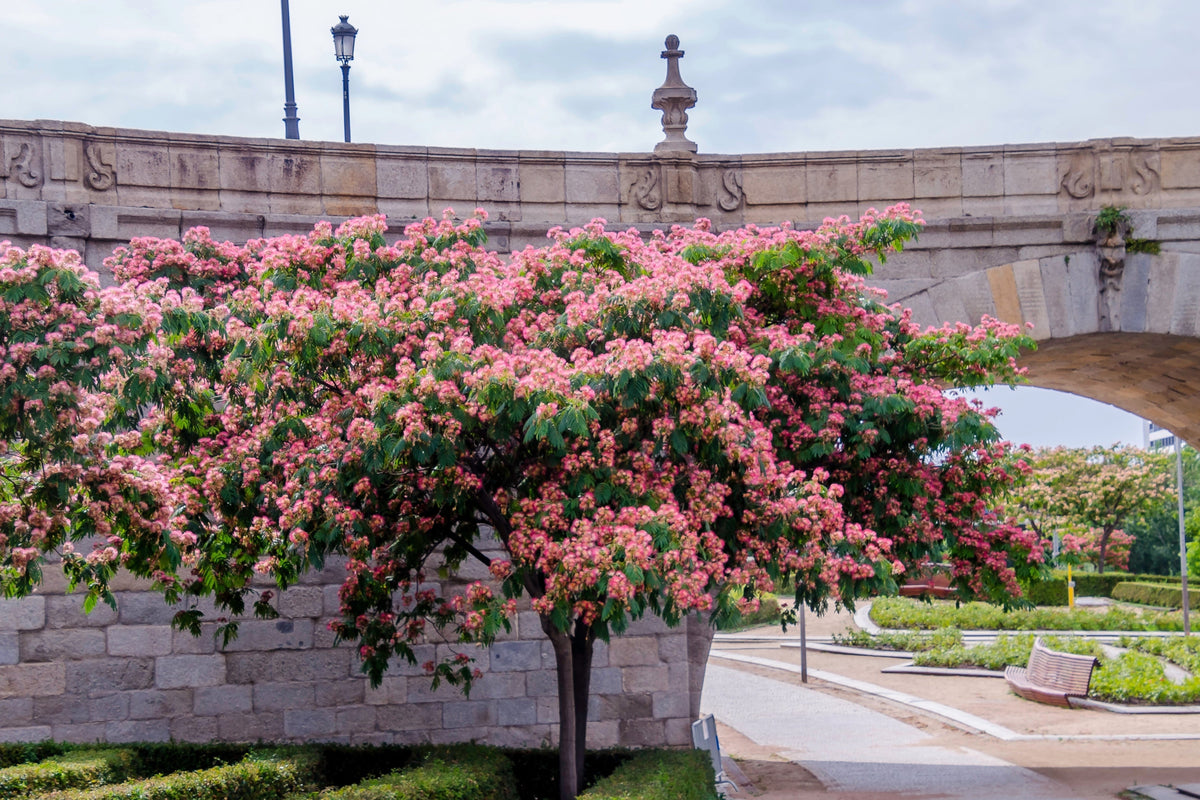 25 Mimosa / Persian Silk Tree (Albizia Julibrissin) Seeds