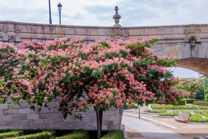 25 Mimosa / Persian Silk Tree (Albizia Julibrissin) Seeds
