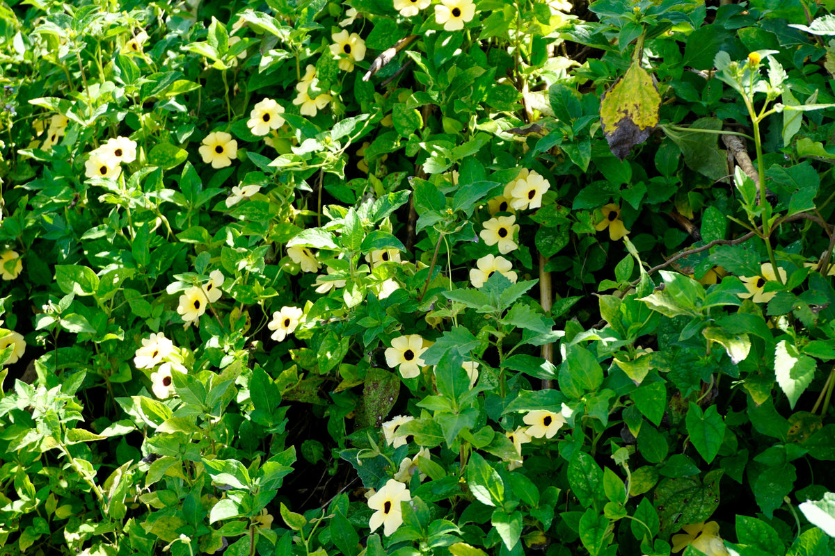 White Black-Eyed Susan Vine (Thunbergia alata) Seeds – 10 ct