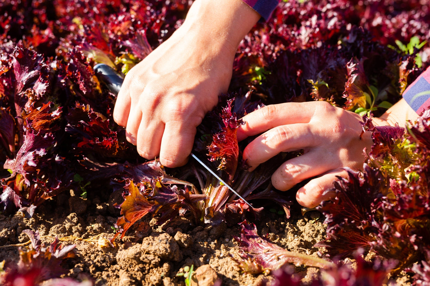 3000 Red Salad Bowl Leaf Lettuce (Lactuca Sativa) Seeds