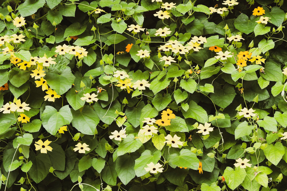 25 Mixed Black Eyed Susan (Thunbergia Alata) Seeds