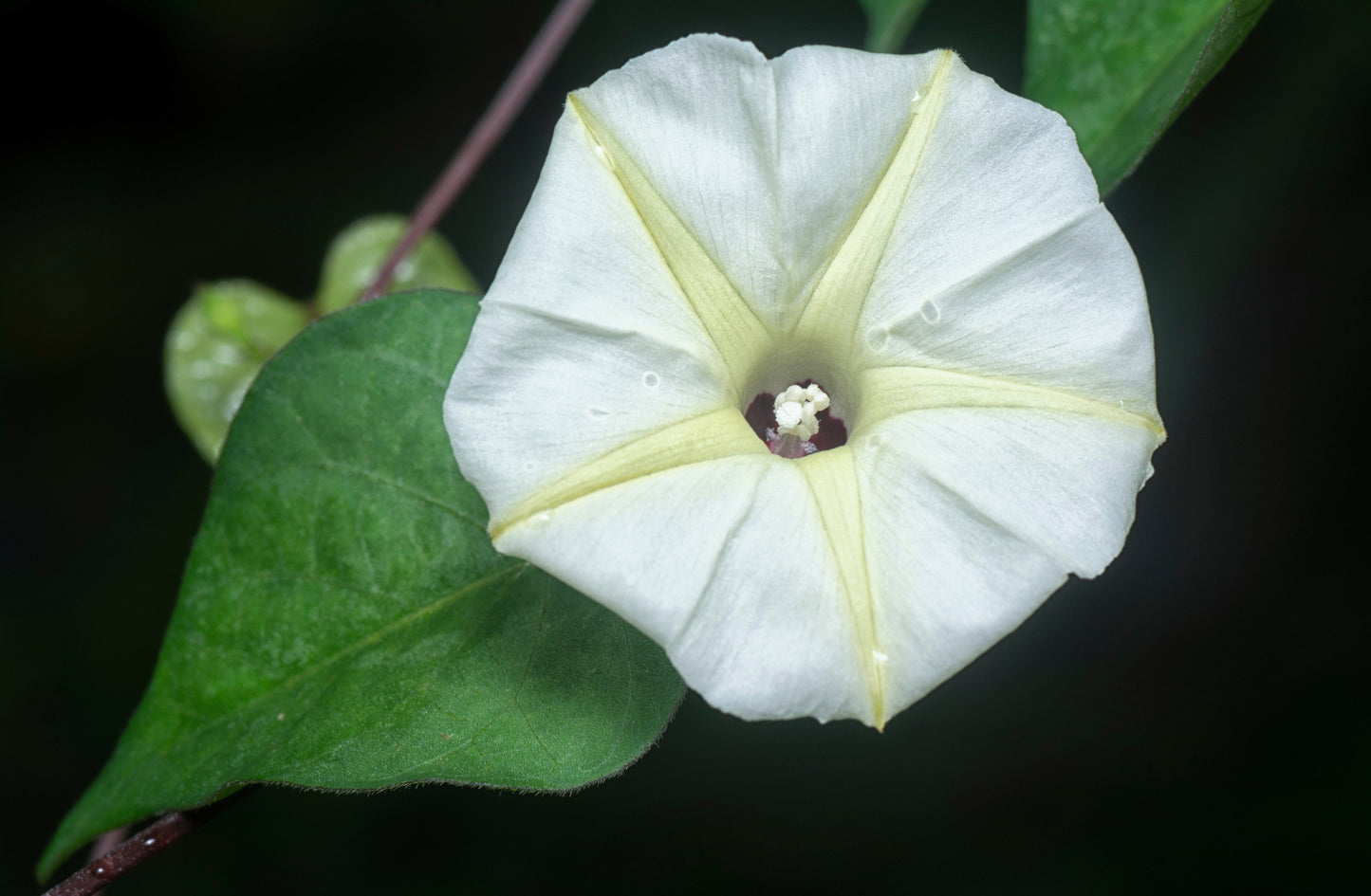 50 Moon Flower (Ipomoea Alba) Seeds