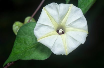 50 Moon Flower (Ipomoea Alba) Seeds