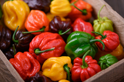 Mixed Habanero Pepper (Capsicum chinense) Seeds – 50 ct