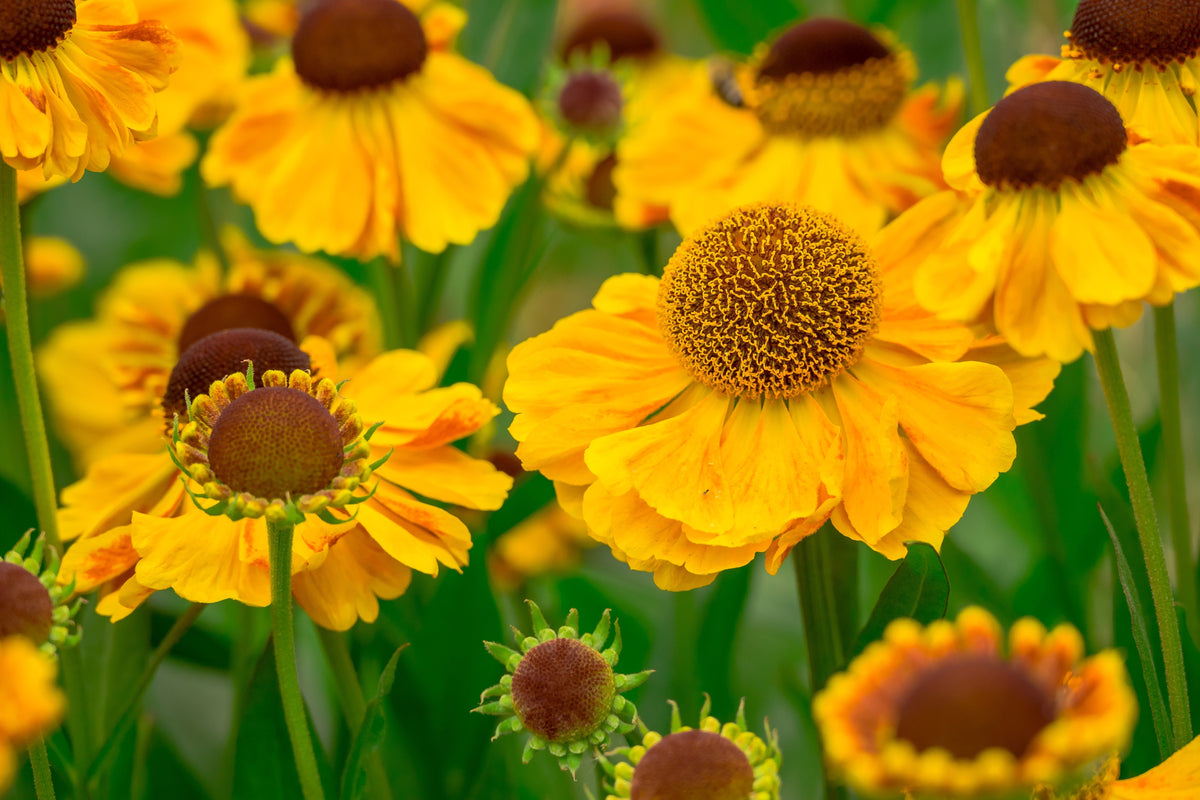 2000 AUTUMN SNEEZEWEED (Dogtooth Daisy / Helens Flower / Bittersweet) Helenium Autumnale Flower Seeds