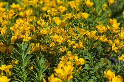 500  Golden Flax/Linseed (Linum Flavum) Seeds