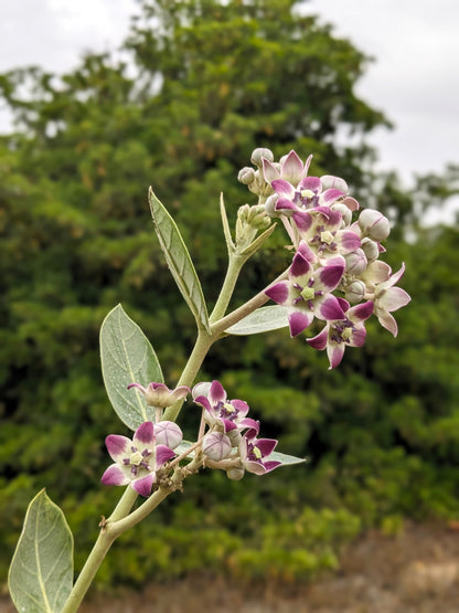 10 GIANT MILKWEED Sodom Apple Calotropis Procera Crown Flower Shrub Seeds