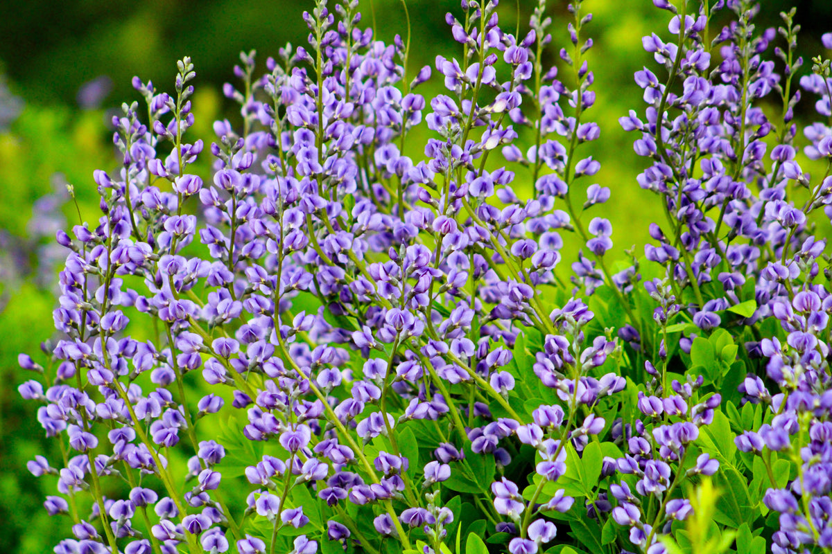 Blue Wild Indigo (Baptisia australis) Seeds – 50 ct