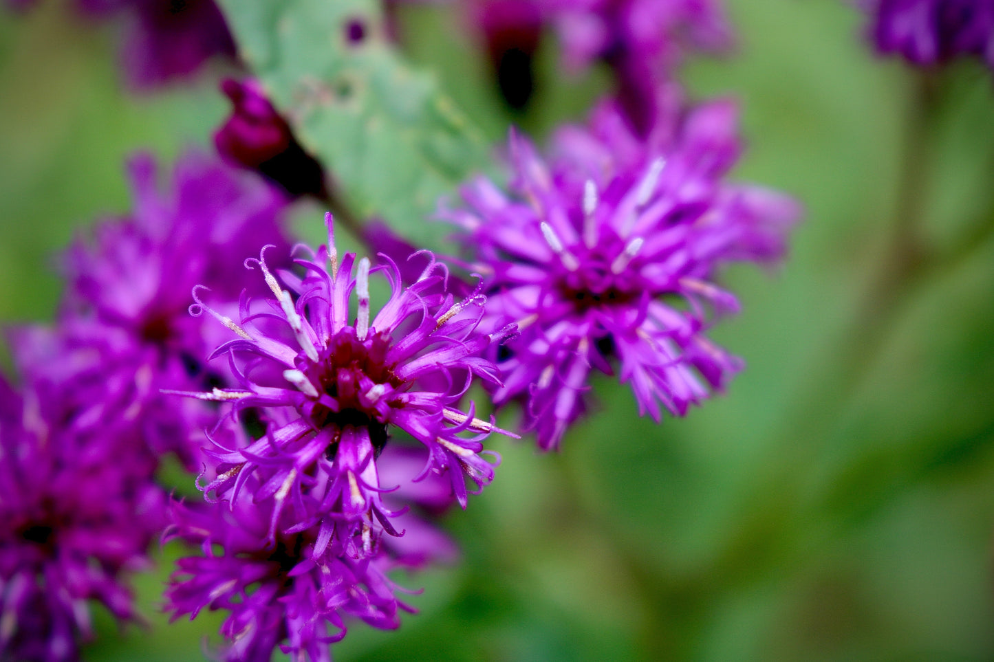 250 Common Ironweed (Vernonia Fasciculata) Seeds