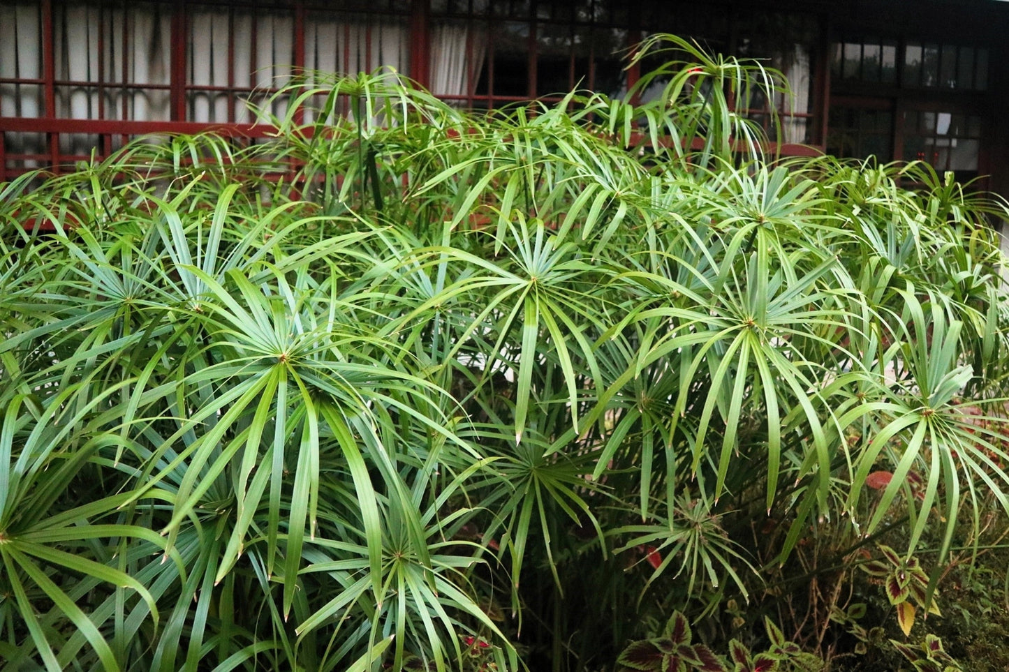 50 Umbrella Plant (Cyperus Alternifolius) Seeds