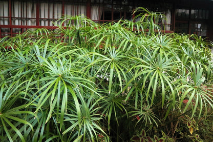 50 Umbrella Plant (Cyperus Alternifolius) Seeds