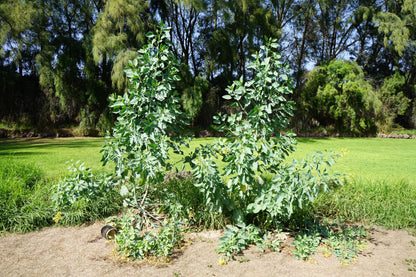 250 TREE TOBACCO Nicotiana Glauca Yellow Trumpet Flower Herb Shrub Seeds