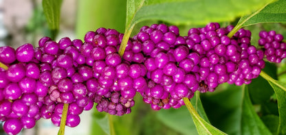 American Beautyberry (Callicarpa americana) Seeds – 40 ct
