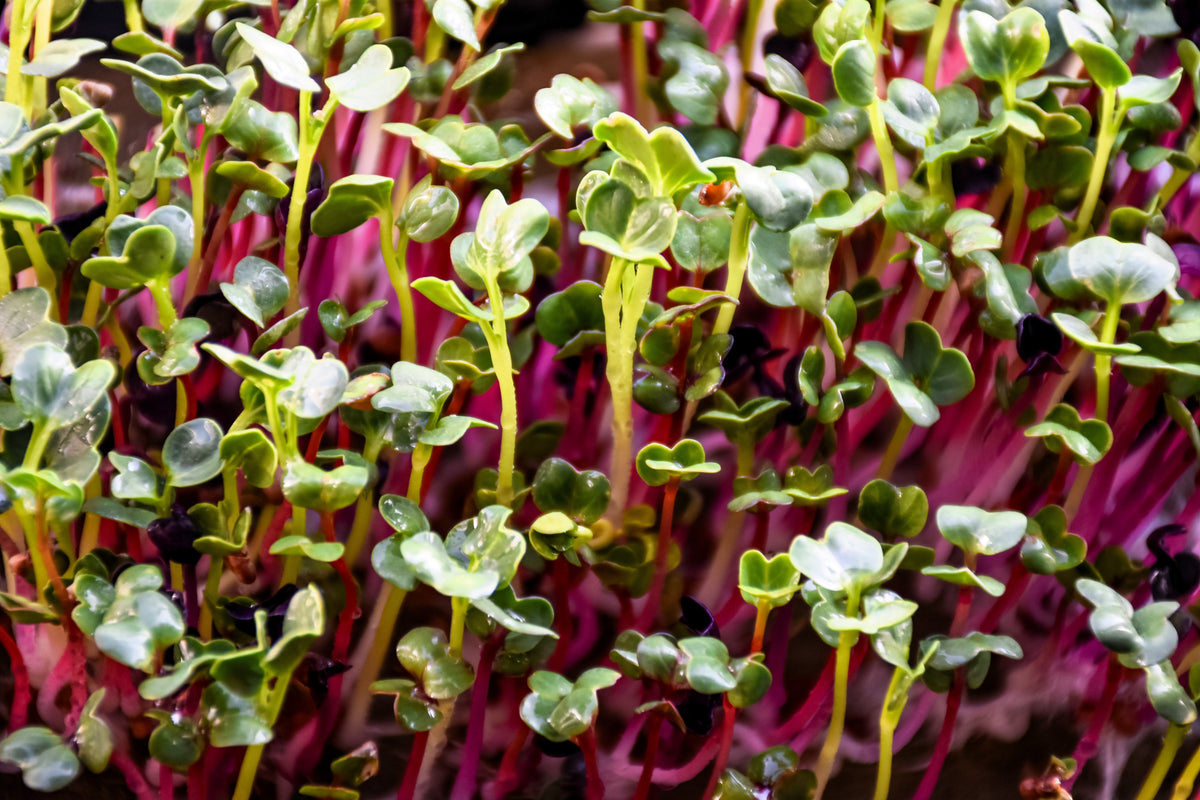 250 RED Arrow SPROUTING RADISH MiniGreen Daikon Raphanus Sativus Vegetable Seeds