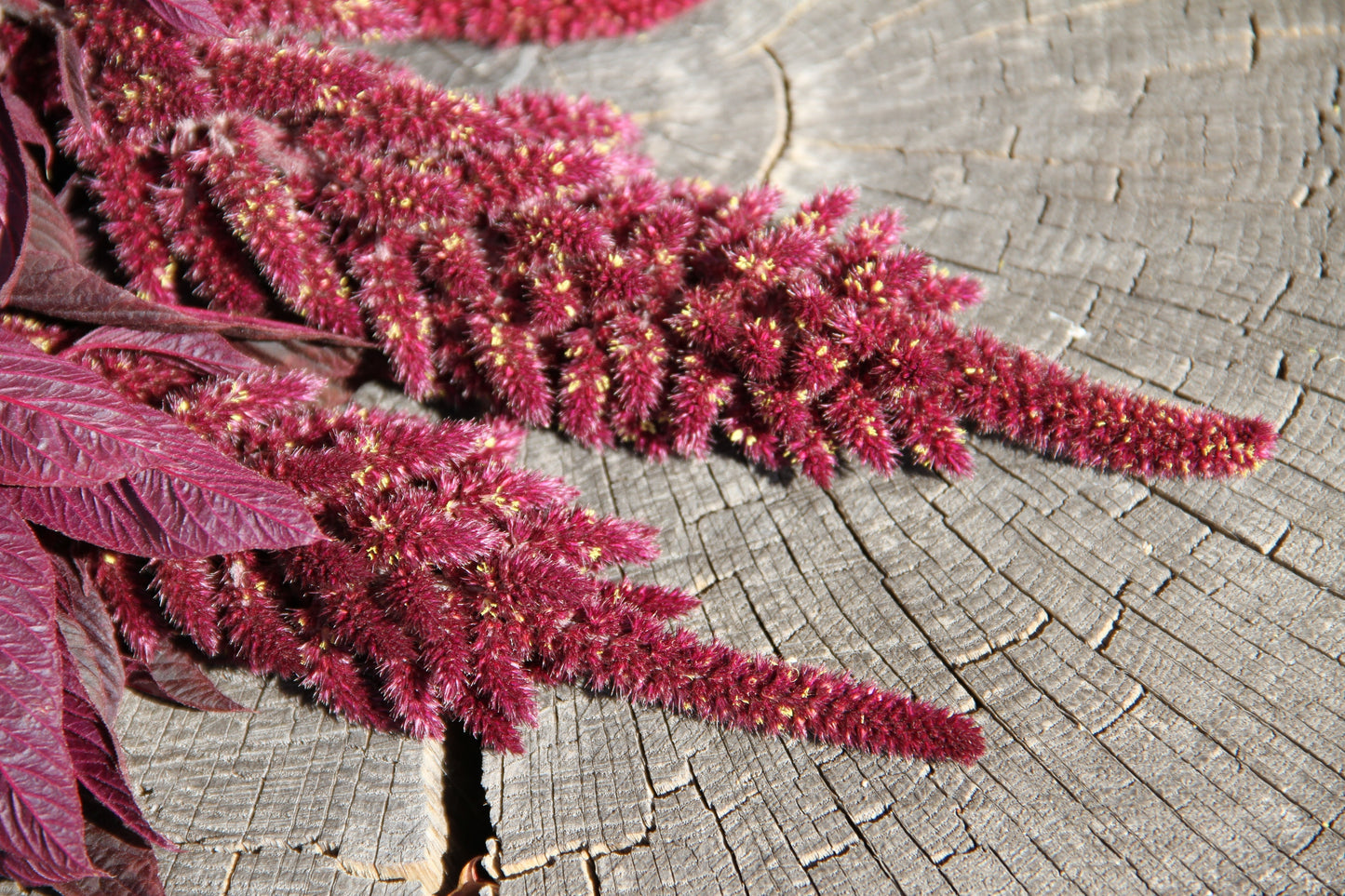 500 Midnight Red Amaranthus (Amaranthus Cruentus)Seeds