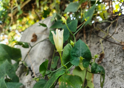 50 Moon Flower (Ipomoea Alba) Seeds