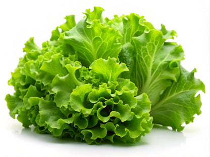 3000 Black Seeded Simpson Leaf Lettuce (Lactuca Sativa) Seeds