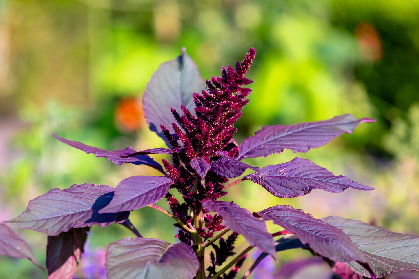 500 Red Garnet Amaranth (Amaranthus Tricolor) Seeds