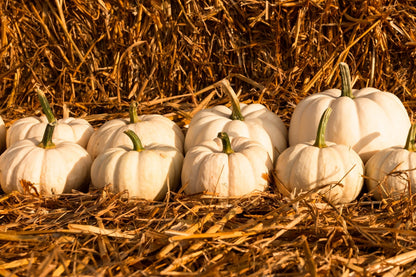15 WHITE Baby Boo MINI PUMPKIN Miniature Cucurbita Pepo Vegetable Seeds