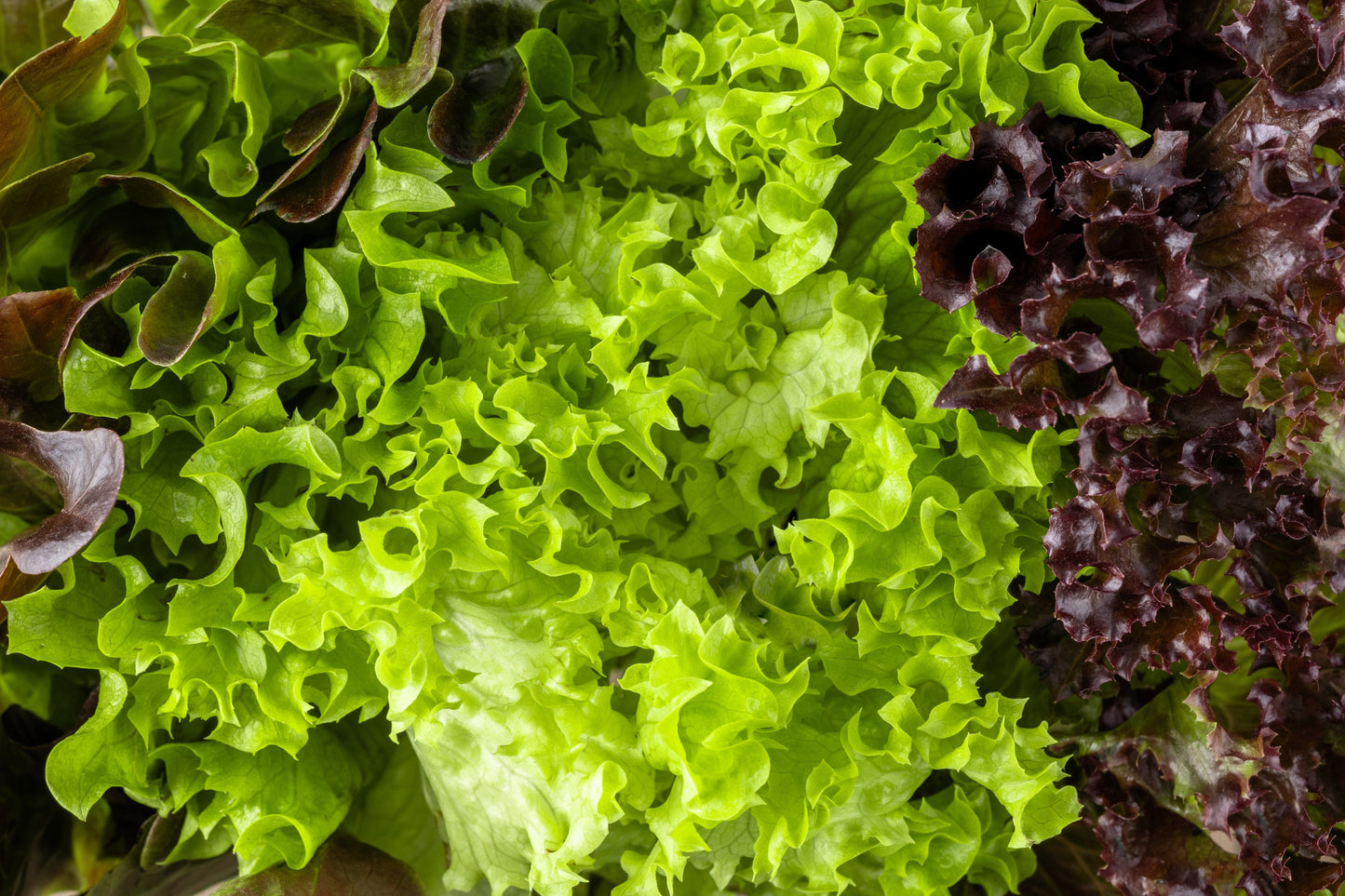 3000 Black Seeded Simpson Leaf Lettuce (Lactuca Sativa) Seeds