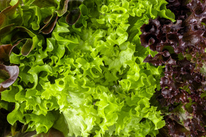 3000 Black Seeded Simpson Leaf Lettuce (Lactuca Sativa) Seeds