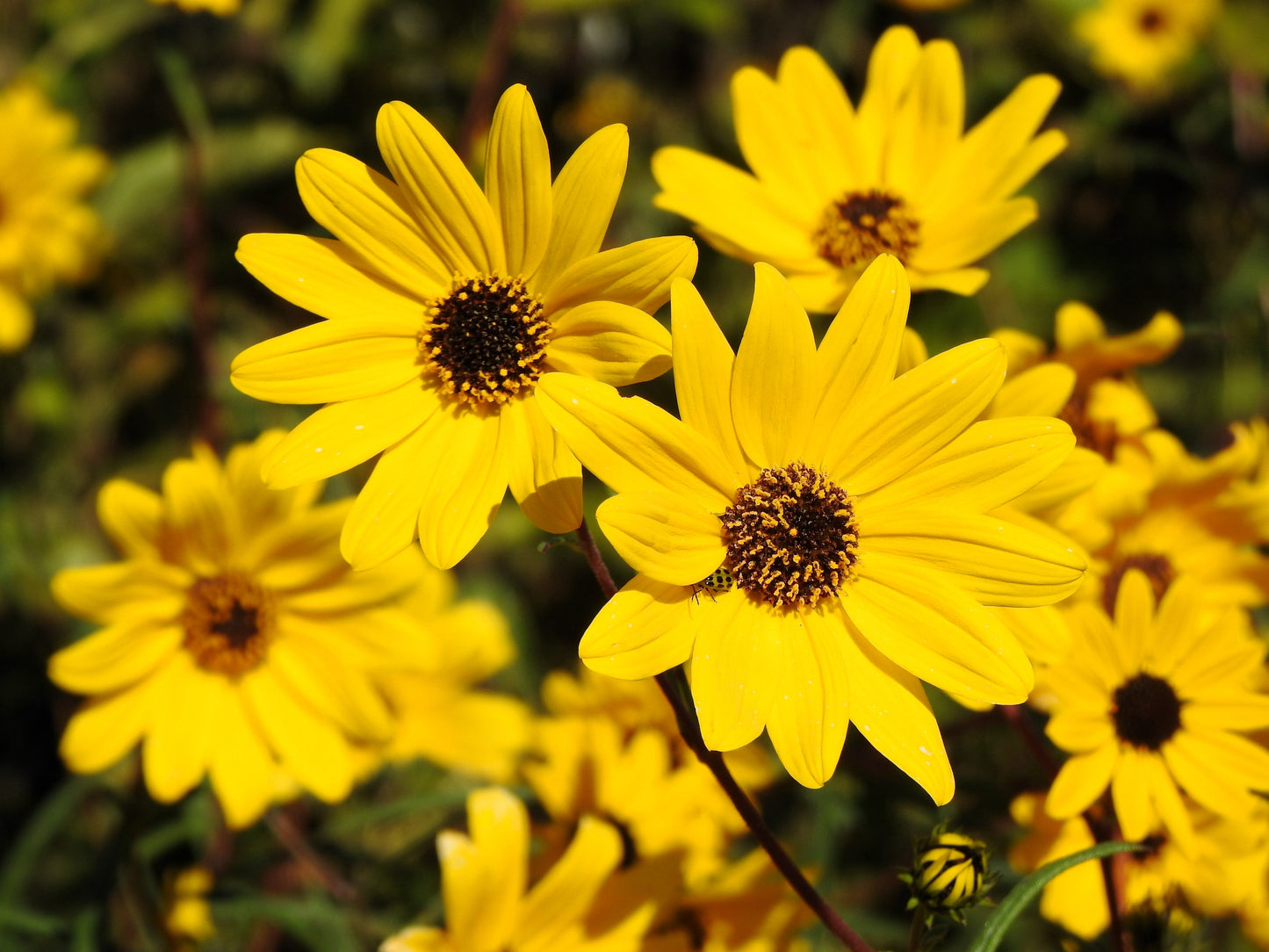 100 Swamp Sunflower (Helianthus Angustifolius) Seeds