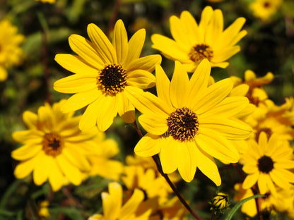 100 Swamp Sunflower (Helianthus Angustifolius) Seeds