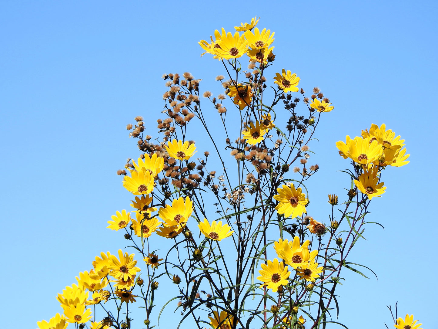 100 Swamp Sunflower (Helianthus Angustifolius) Seeds