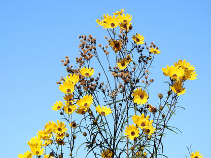 100 Swamp Sunflower (Helianthus Angustifolius) Seeds