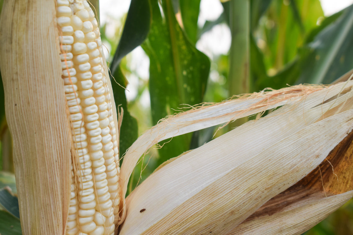 Country Gentleman White Sweet Corn (Zea mays) Seeds – 100 ct