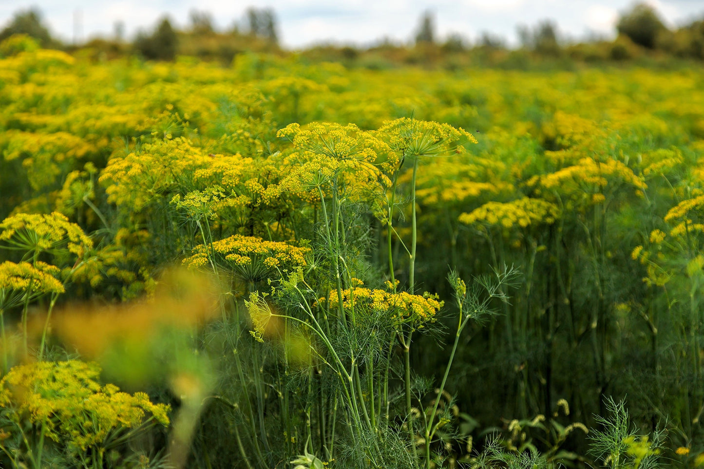 2500 Bouquet Dill (Anethum Graveolens) Seeds