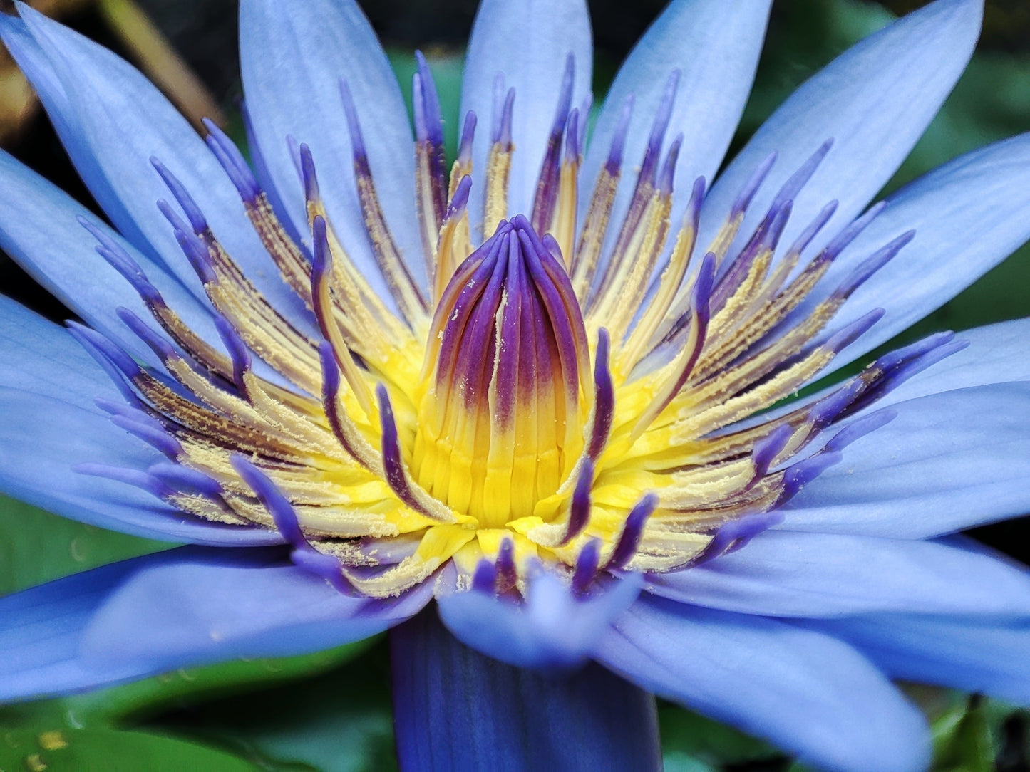 10 Blue Water Lily (Nymphaea Caerulea) Seeds