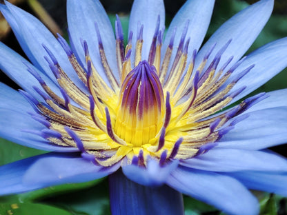 10 Blue Water Lily (Nymphaea Caerulea) Seeds