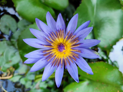 10 Blue Water Lily (Nymphaea Caerulea) Seeds